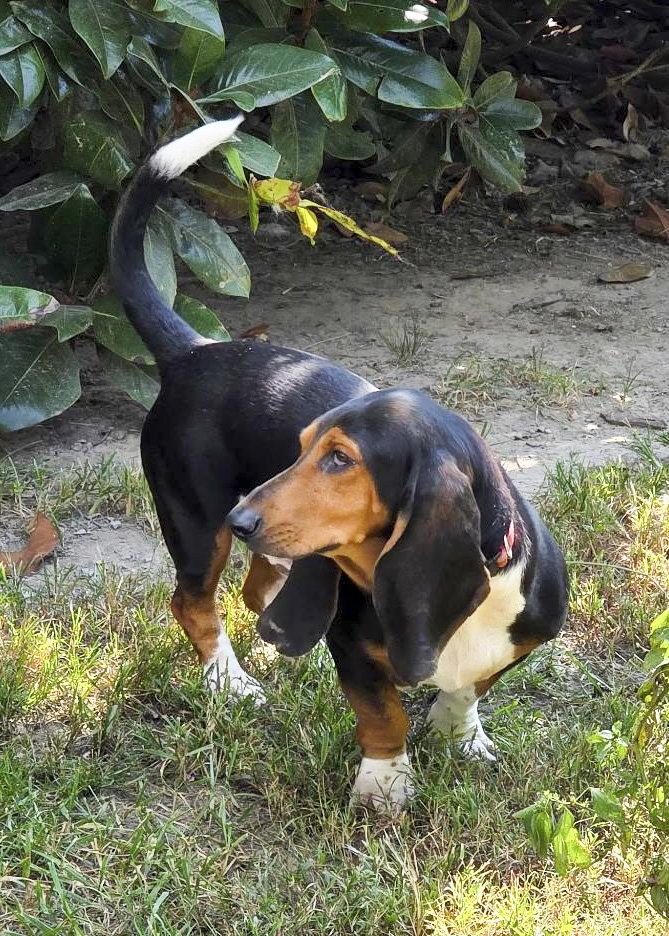 ELVIS - ADOPTION PENDING! photo