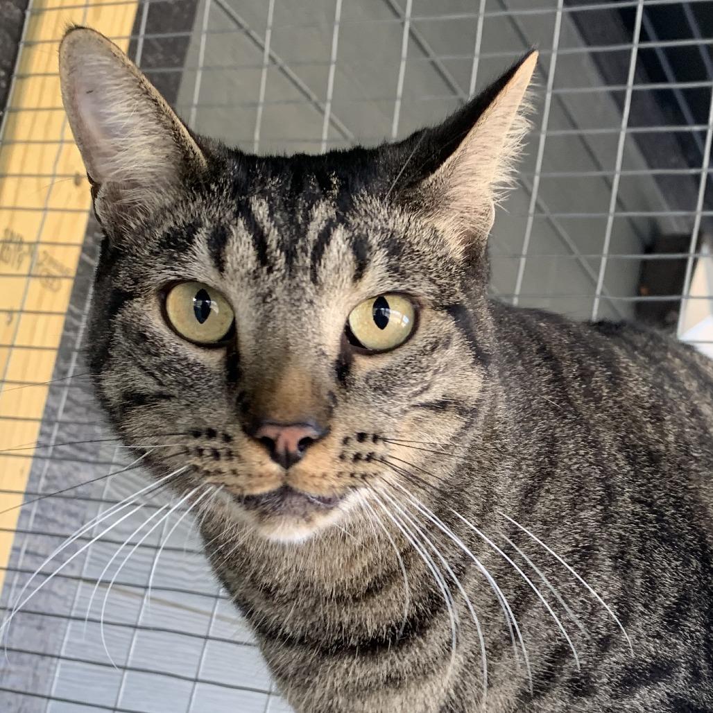 Stewart, Adoptable, Adult Male Domestic Short Hair.