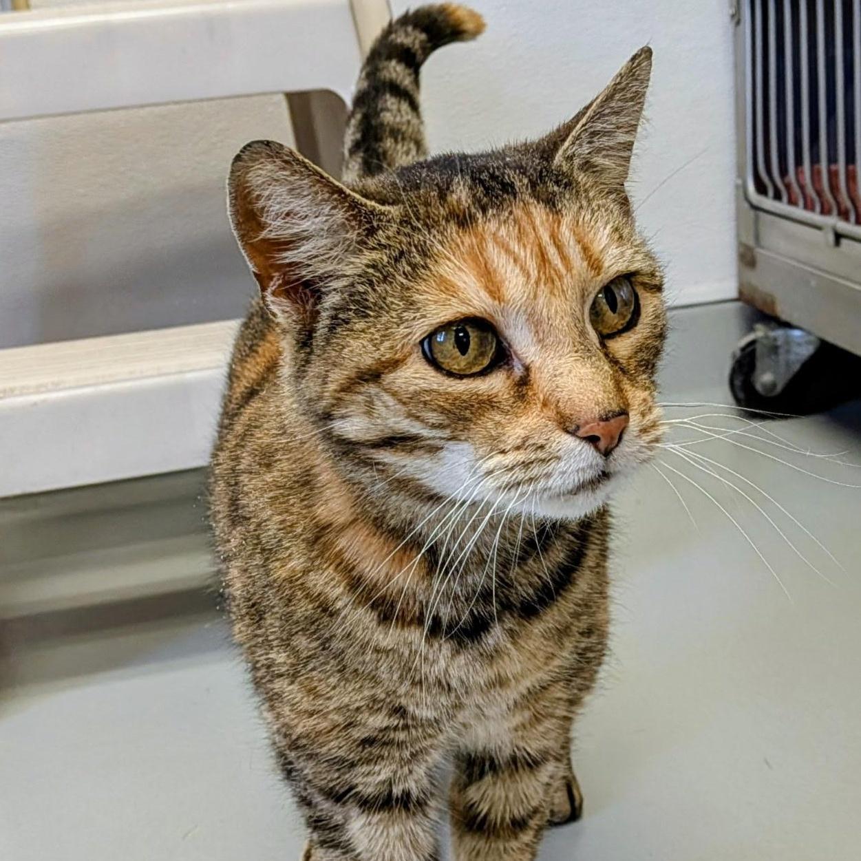 Enlarge Gigi, an adopted Domestic Short Hair in Medfield, MA image 1/1