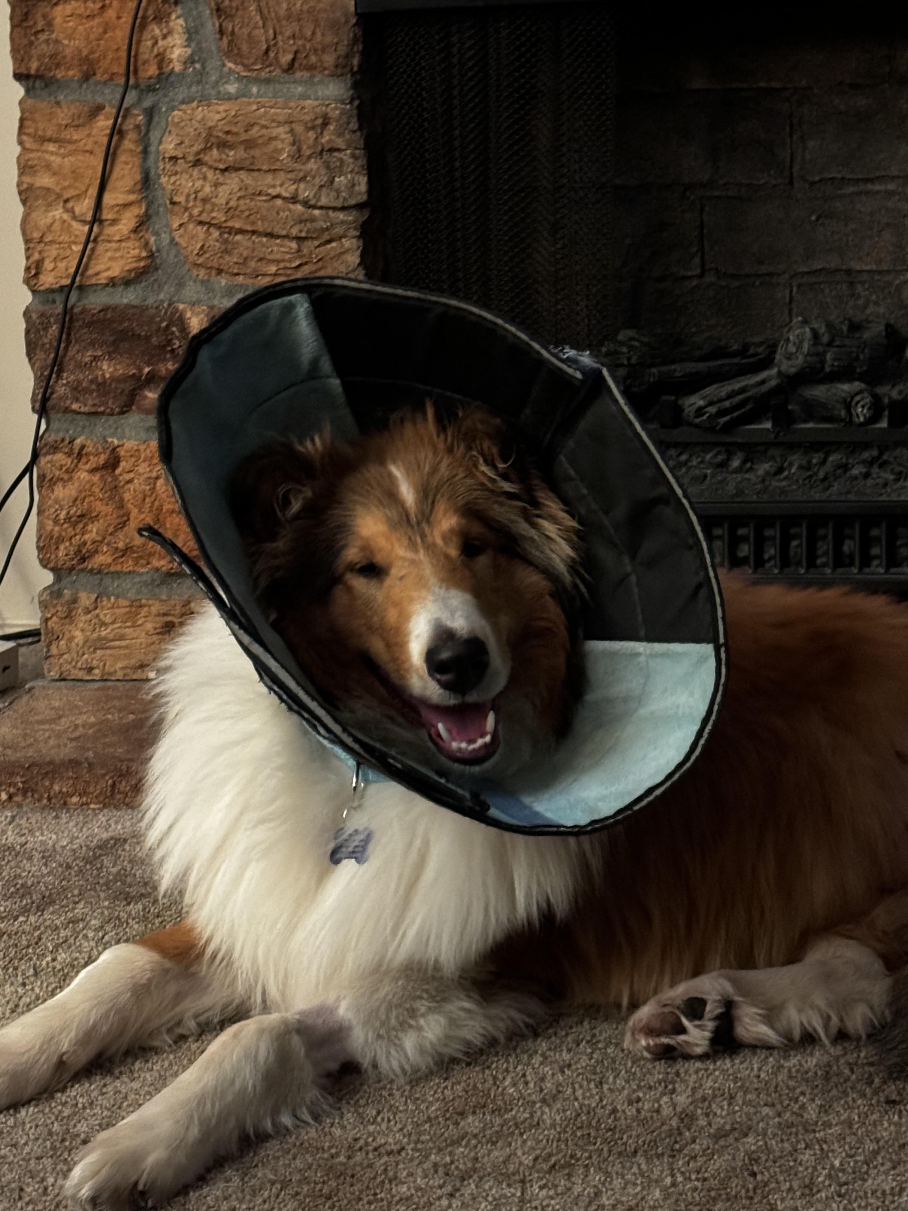 Enlarge Charlie, a Adopted Rough Collie in Elyria, OH image 2/6