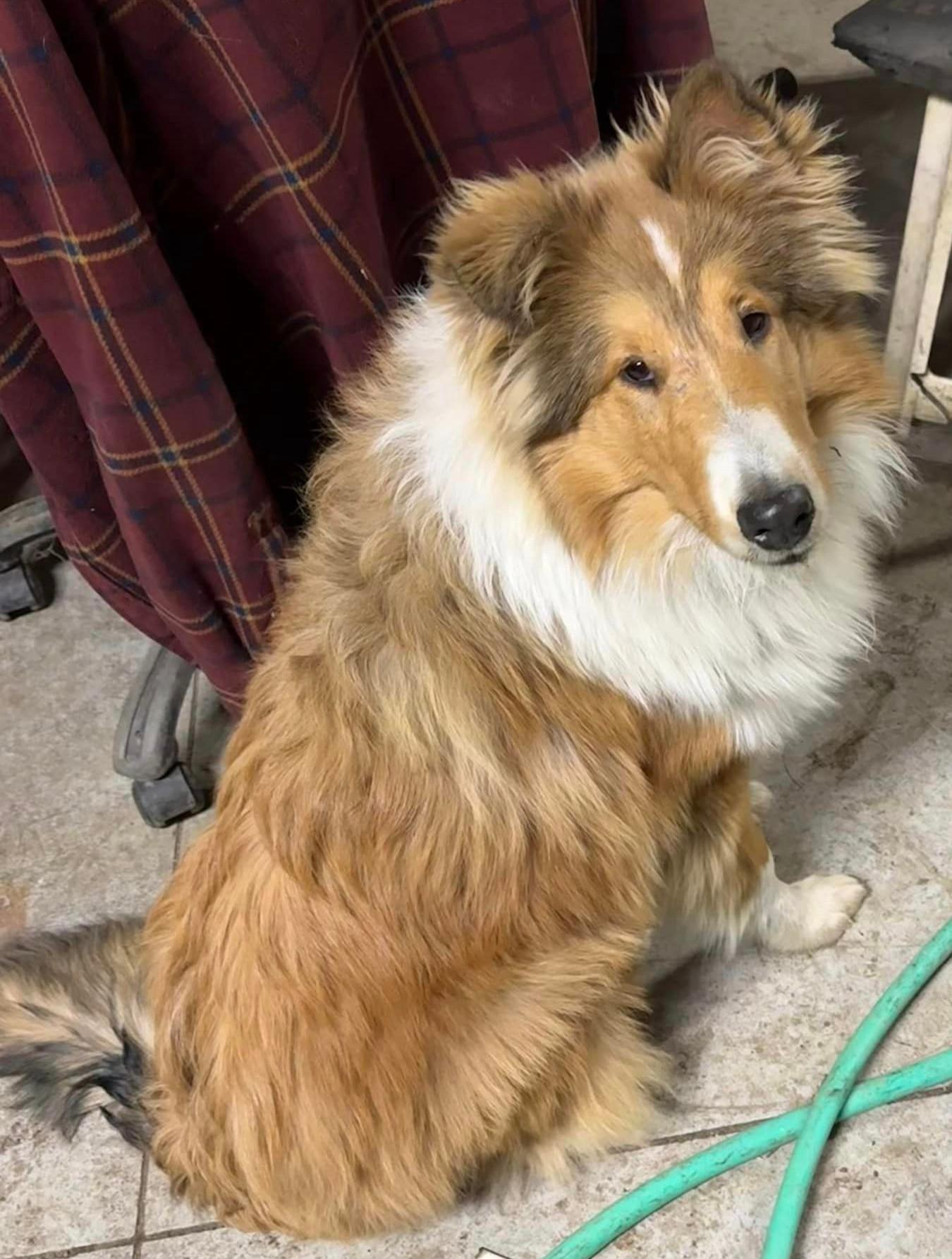 Enlarge Charlie, a Adopted Rough Collie in Elyria, OH image 3/6