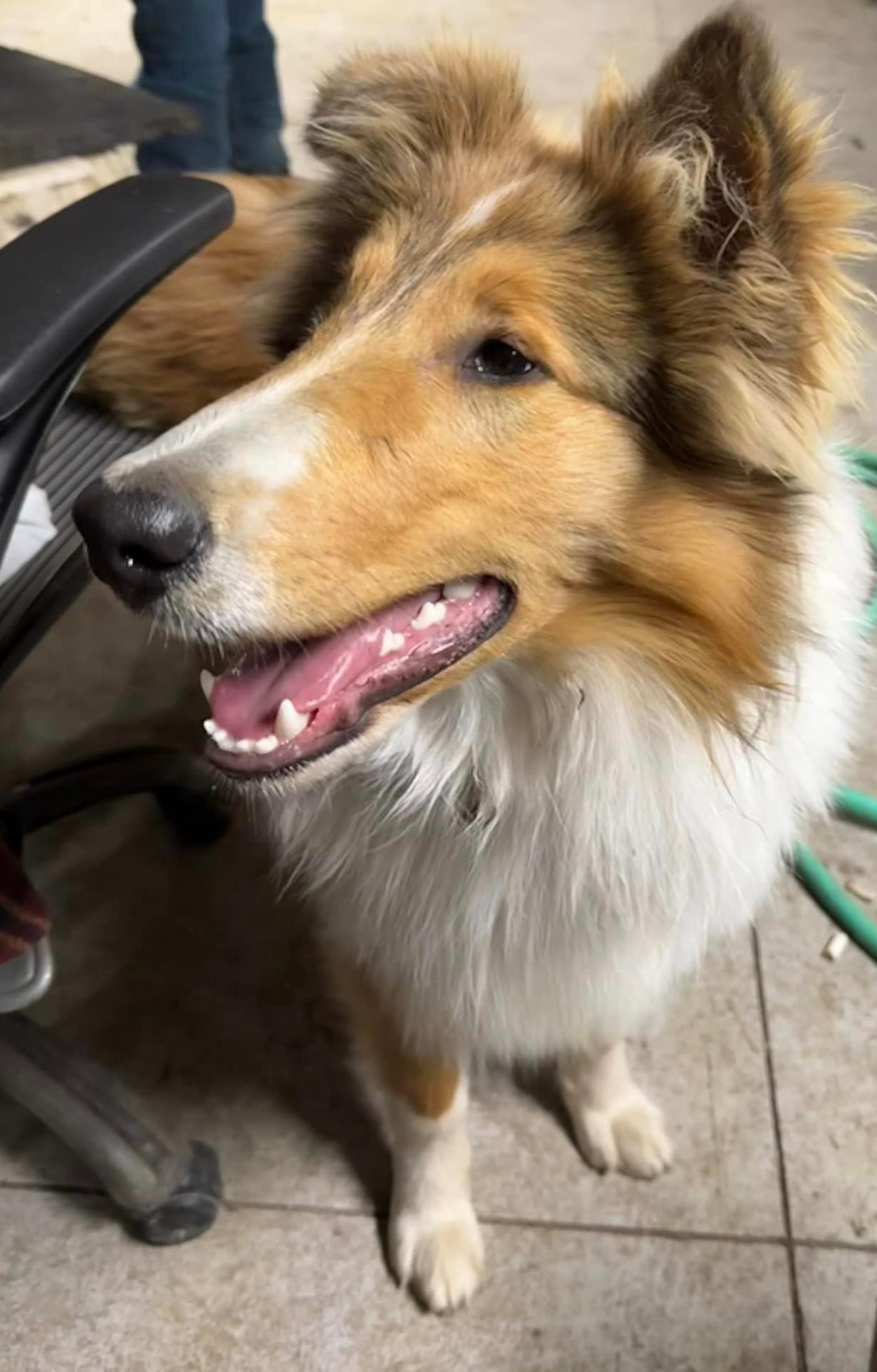 Enlarge Charlie, a Adopted Rough Collie in Elyria, OH image 5/6