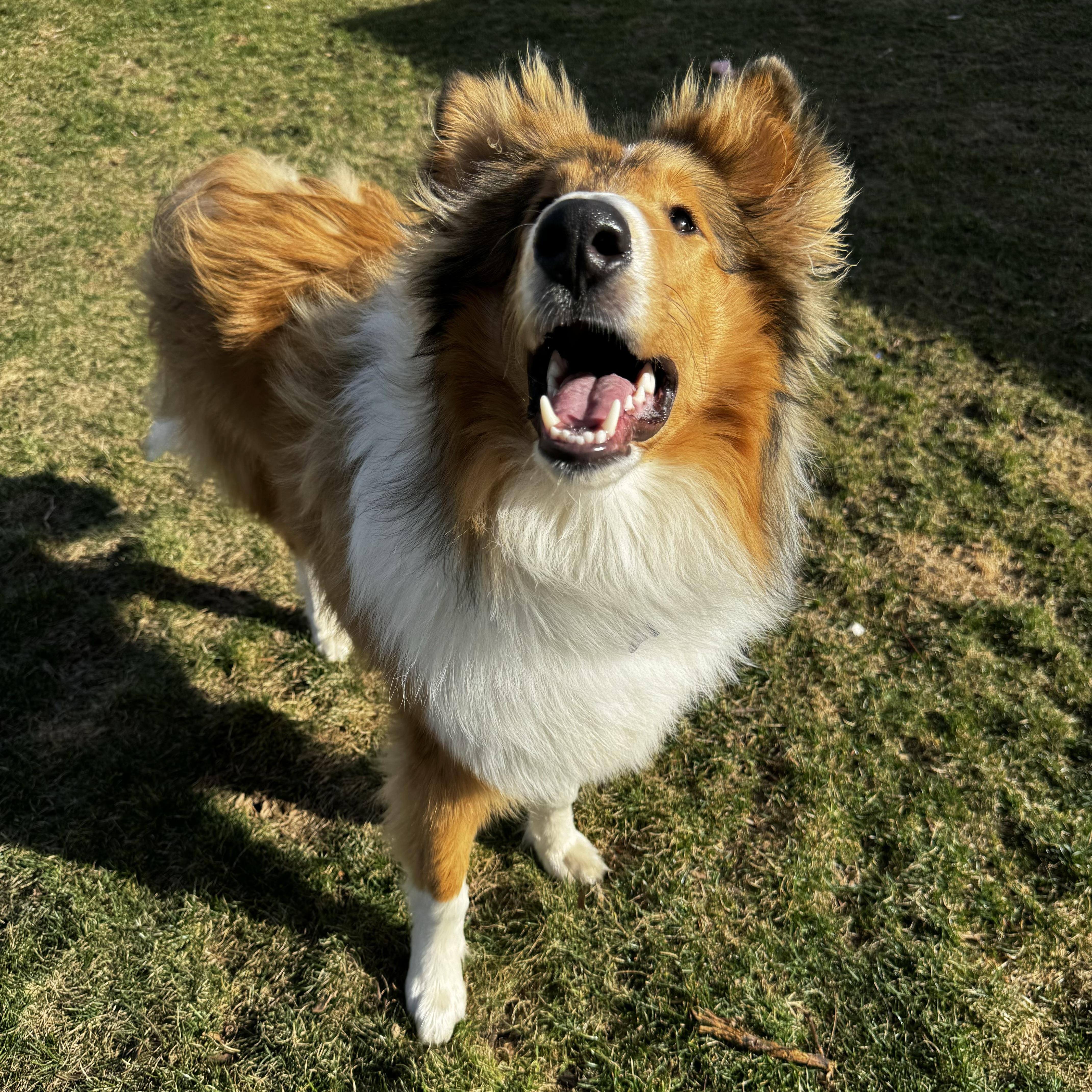 Enlarge Charlie, a Adopted Rough Collie in Elyria, OH image 6/6