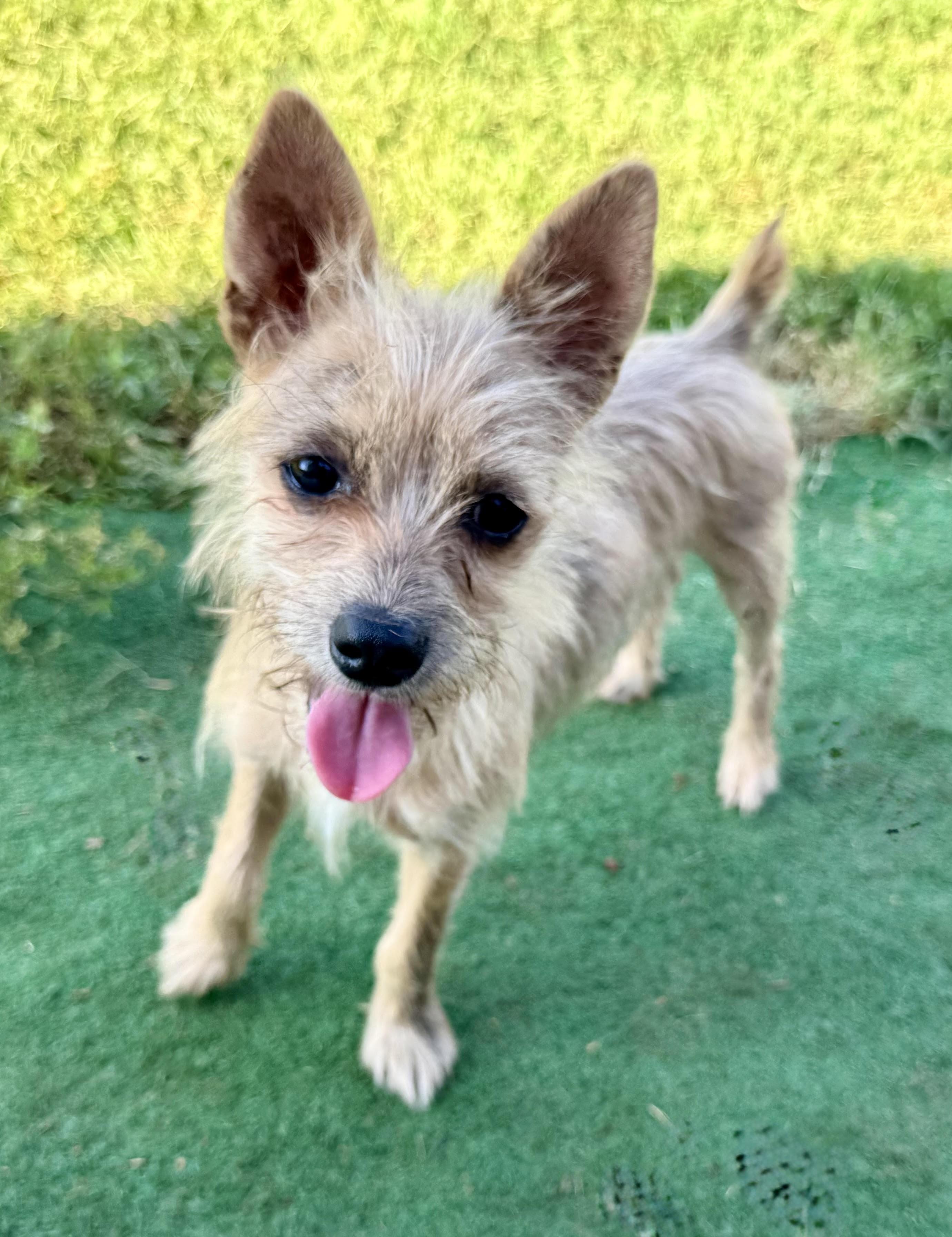 Tiny Tim, ADOPTABLE, Puppy Male Chihuahua & Terrier.