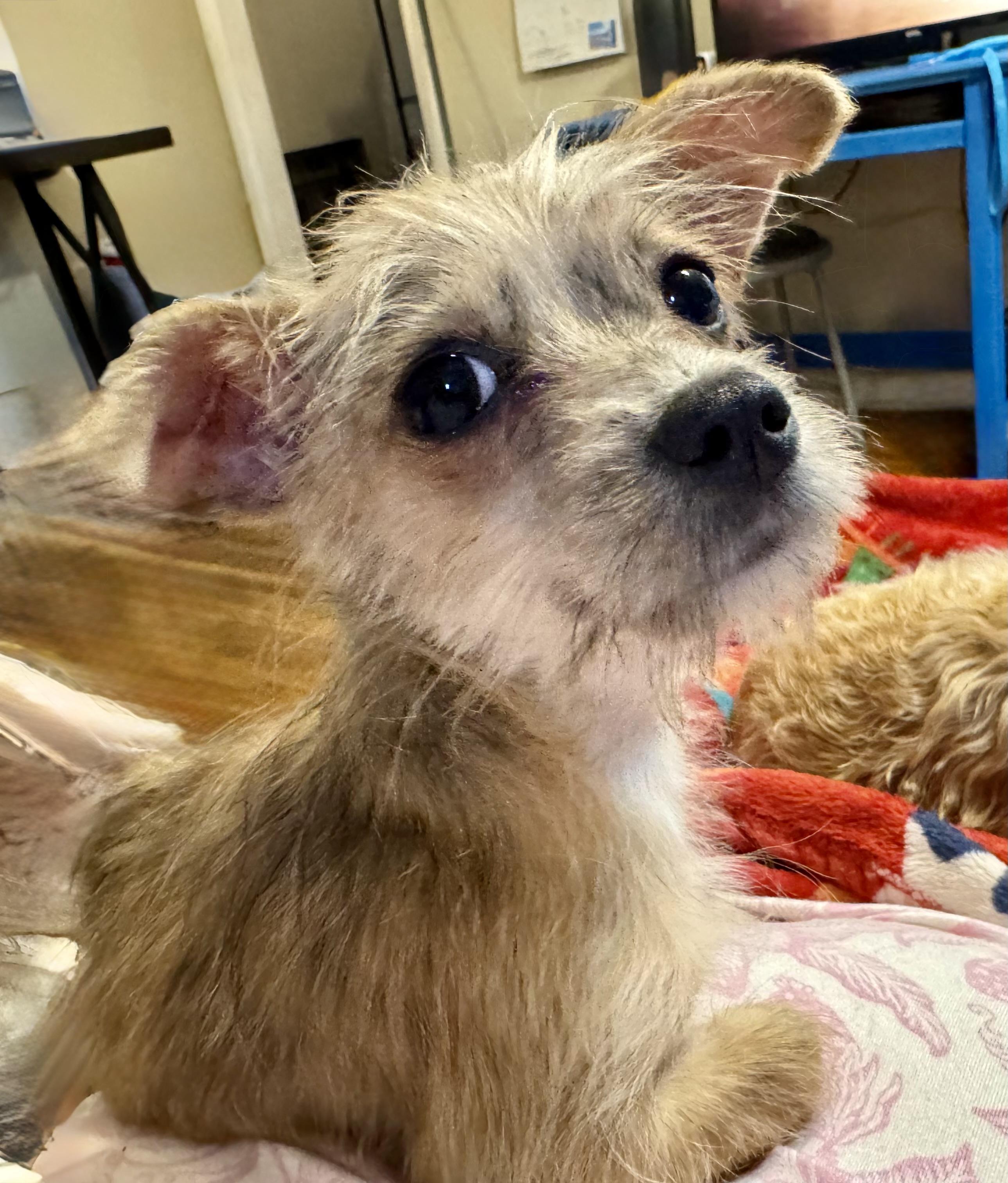 Enlarge Tiny Tim, a ADOPTABLE mixed breed in Maiden, NC image 5/5