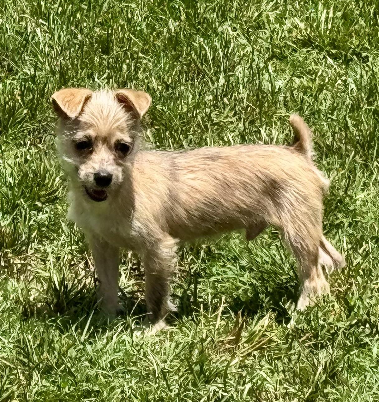 Enlarge Tiny Tim, a ADOPTABLE mixed breed in Maiden, NC image 2/5