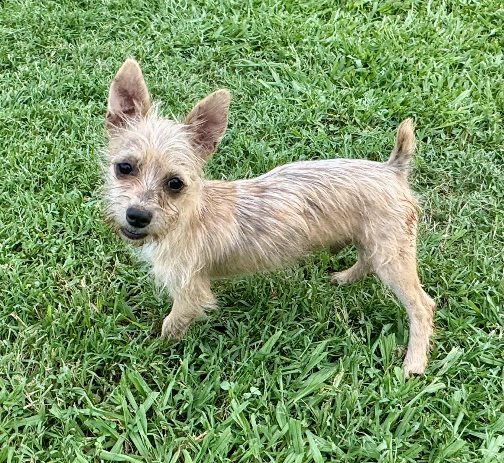 Tiny Tim, ADOPTABLE, Puppy Male Chihuahua & Terrier.