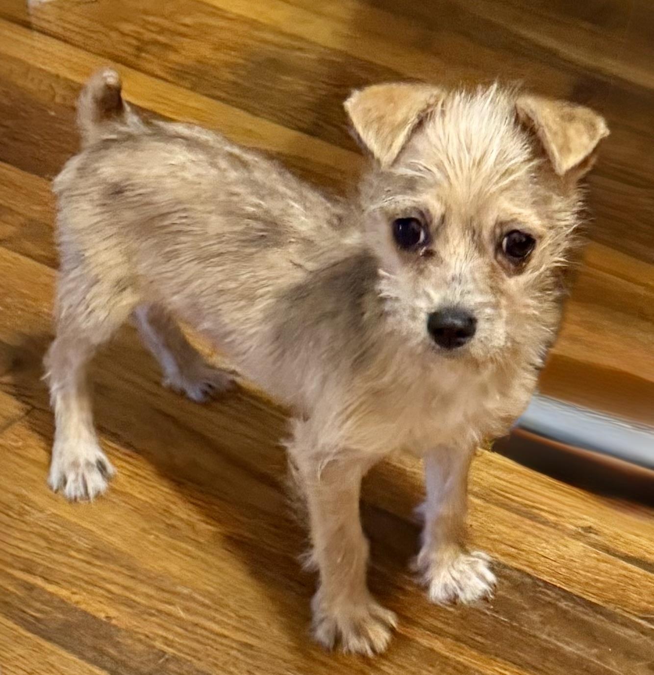 Enlarge Tiny Tim, a ADOPTABLE mixed breed in Maiden, NC image 4/5