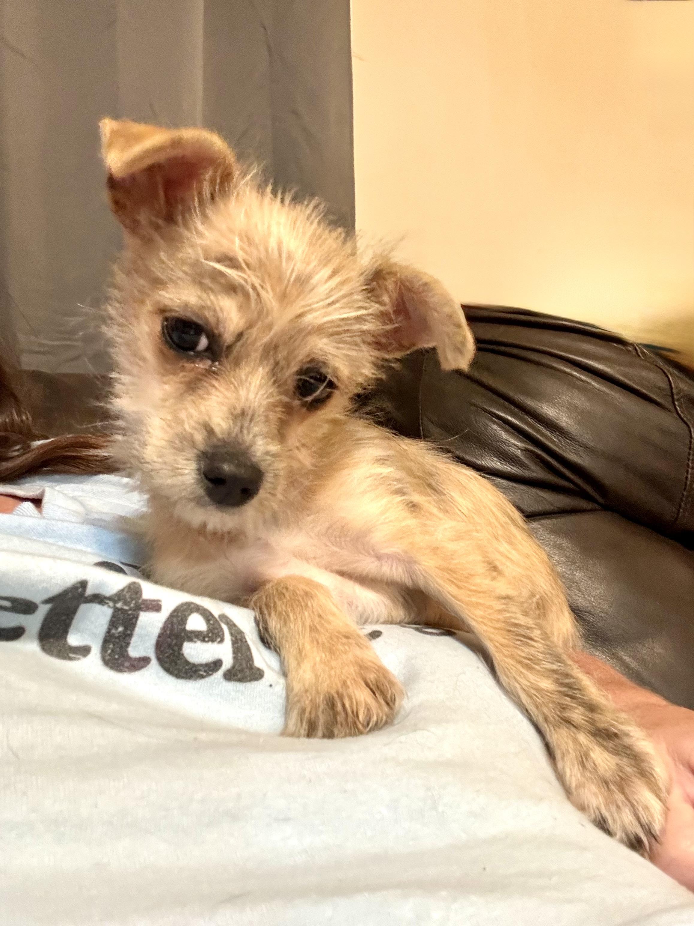 Enlarge Tiny Tim, a ADOPTABLE mixed breed in Maiden, NC image 3/5