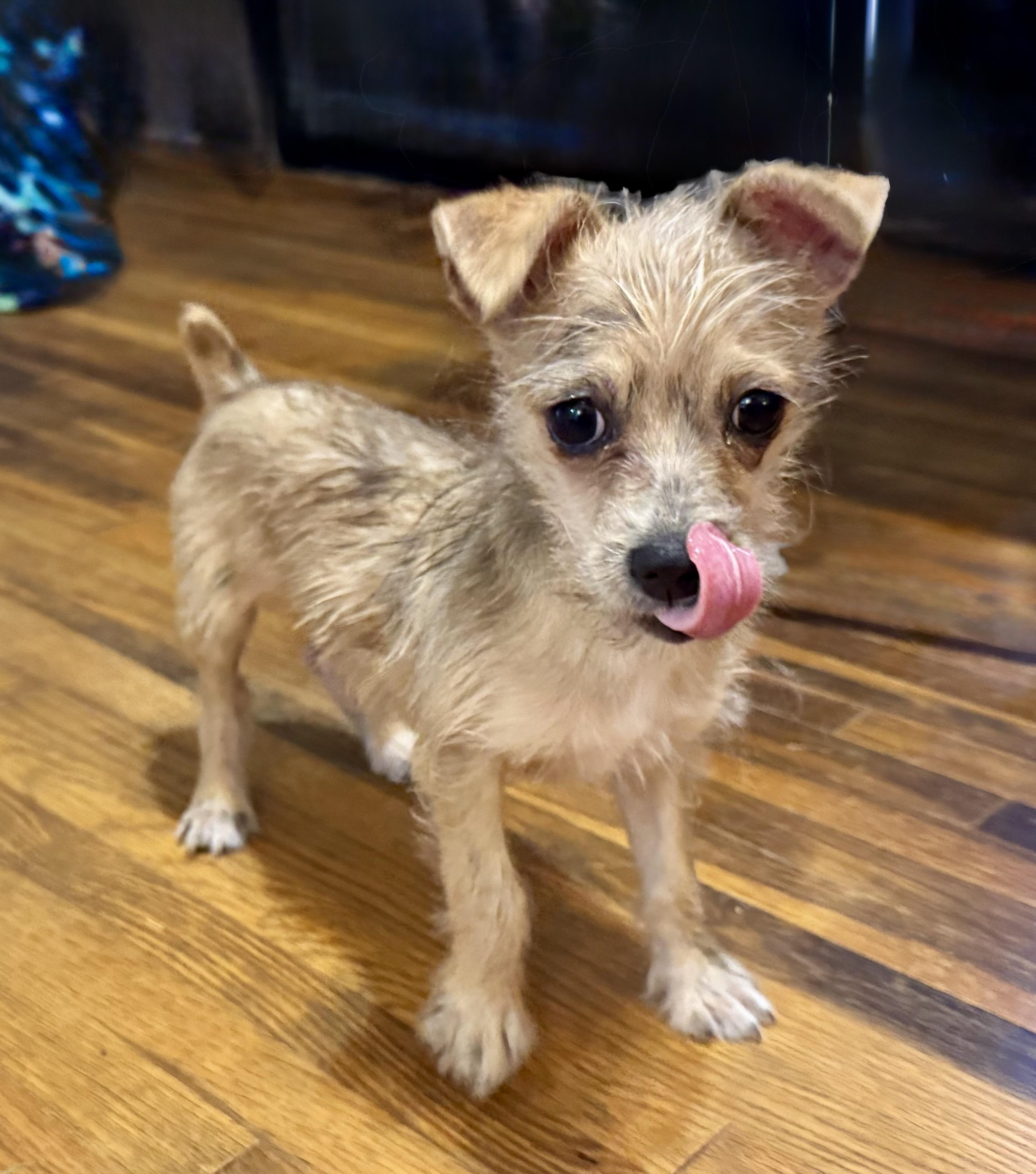 Enlarge Tiny Tim, a ADOPTABLE mixed breed in Maiden, NC image 1/5