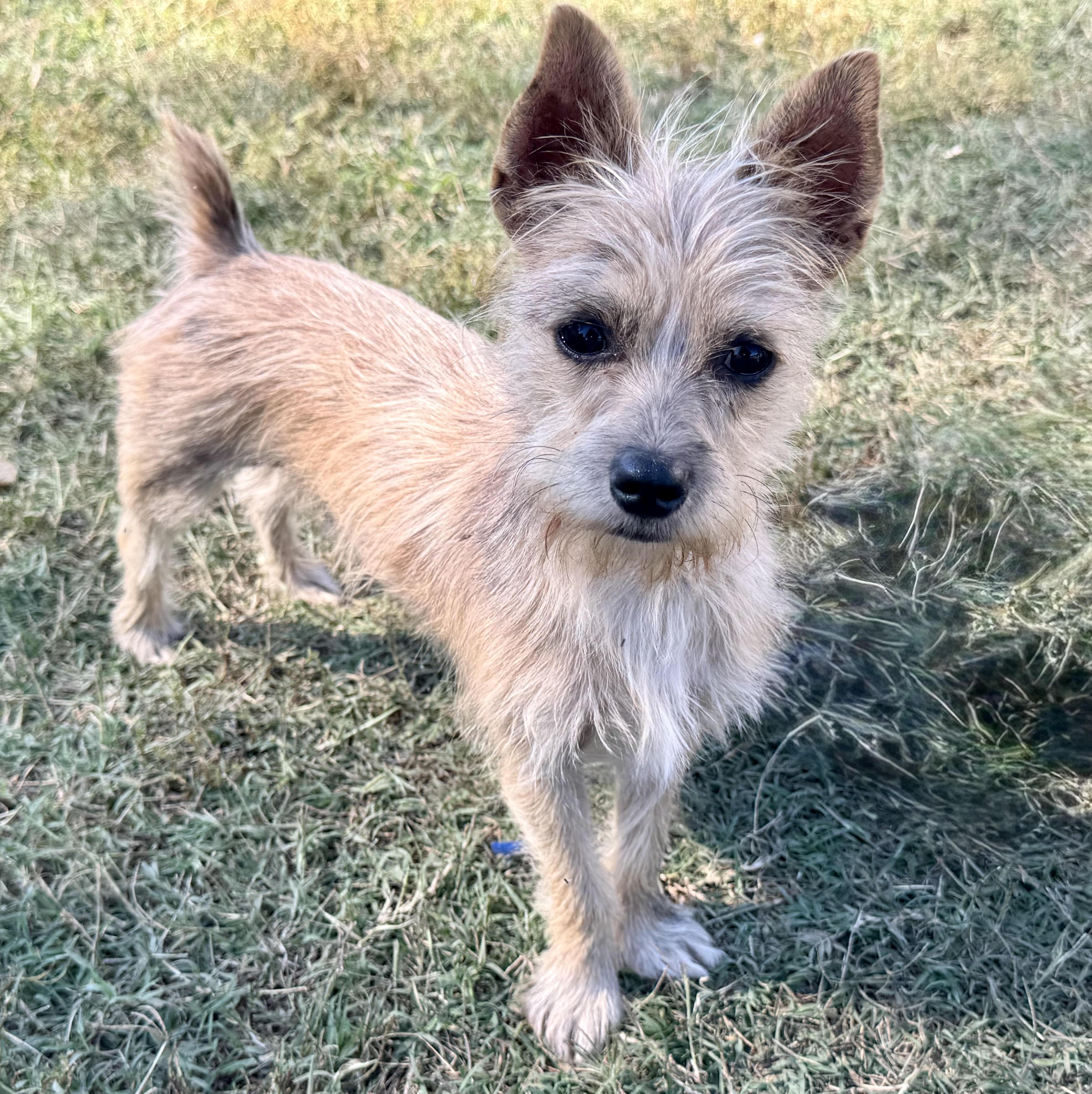 Tiny Tim, Adoptable, Puppy Male Chihuahua & Terrier.