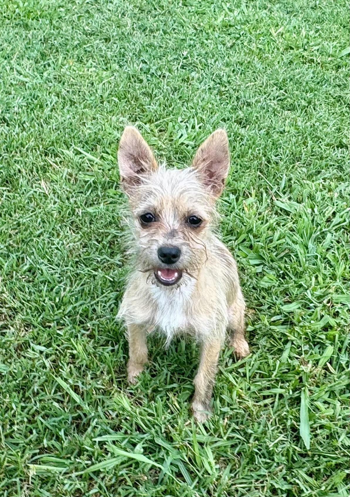 Tiny Tim, a ADOPTABLE mixed breed in Maiden, NC image 2/5