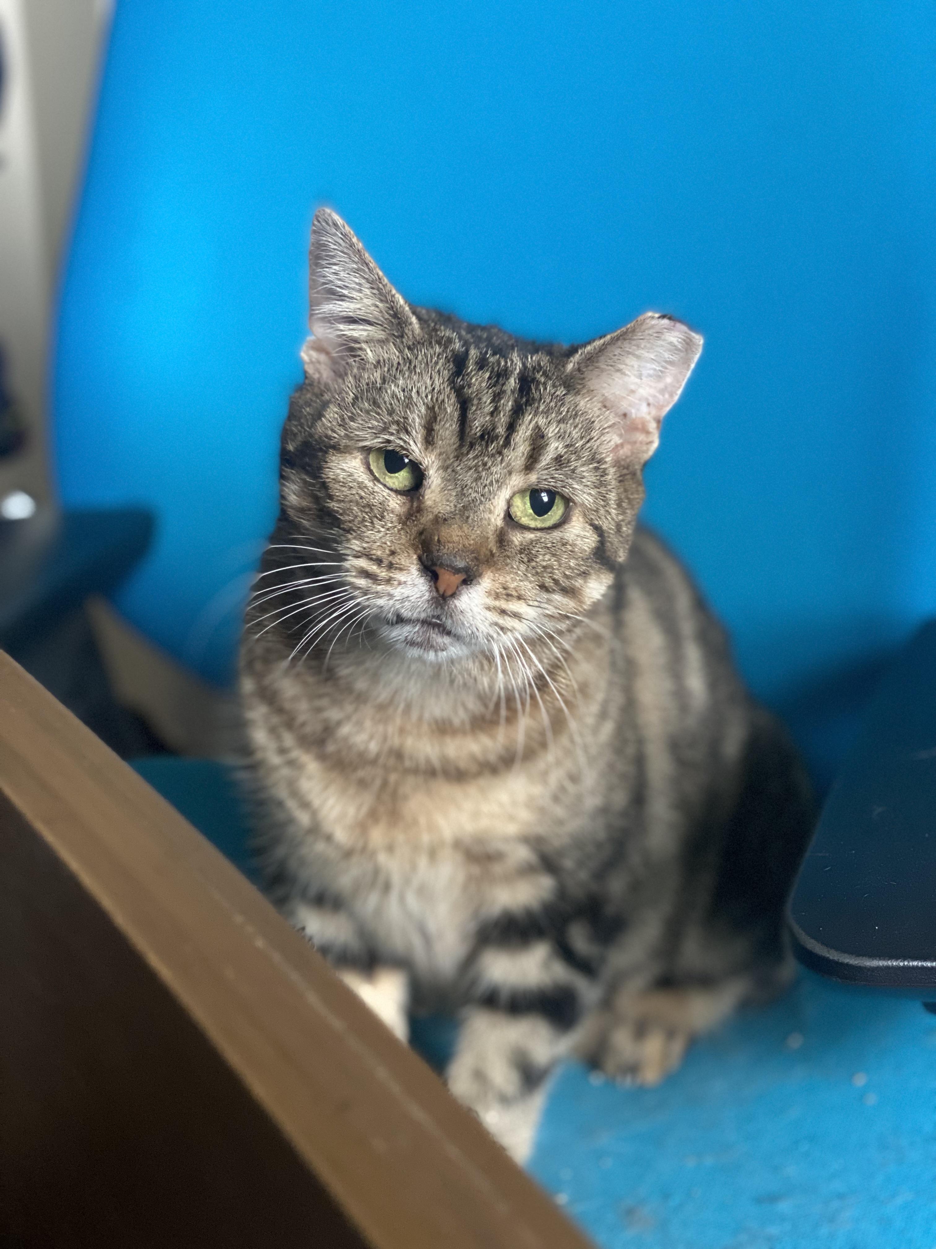 Joanie, a ADOPTABLE Domestic Short Hair in Brooklyn , NY image 3/5