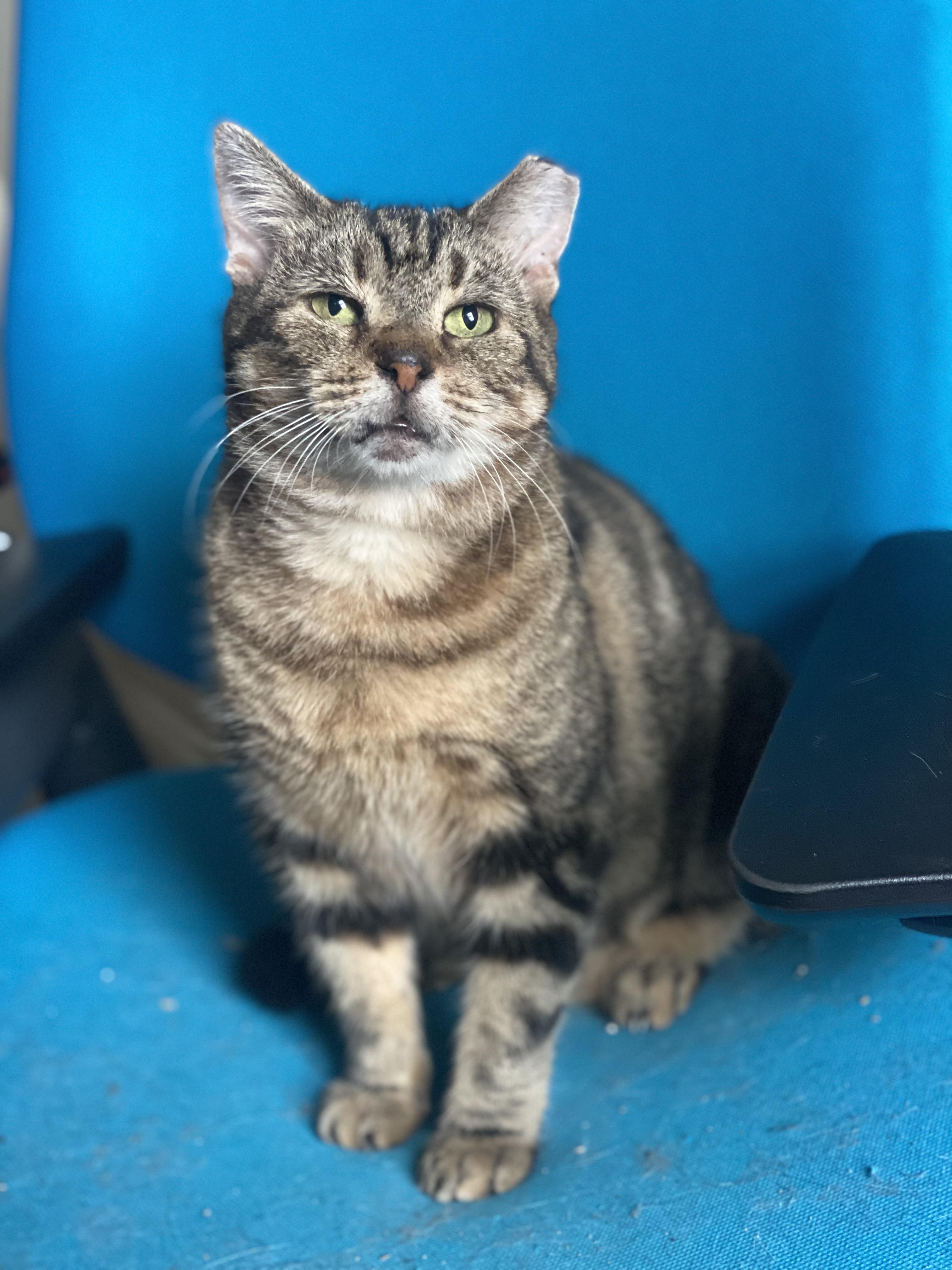 Joanie, ADOPTABLE, Adult Female Domestic Short Hair.