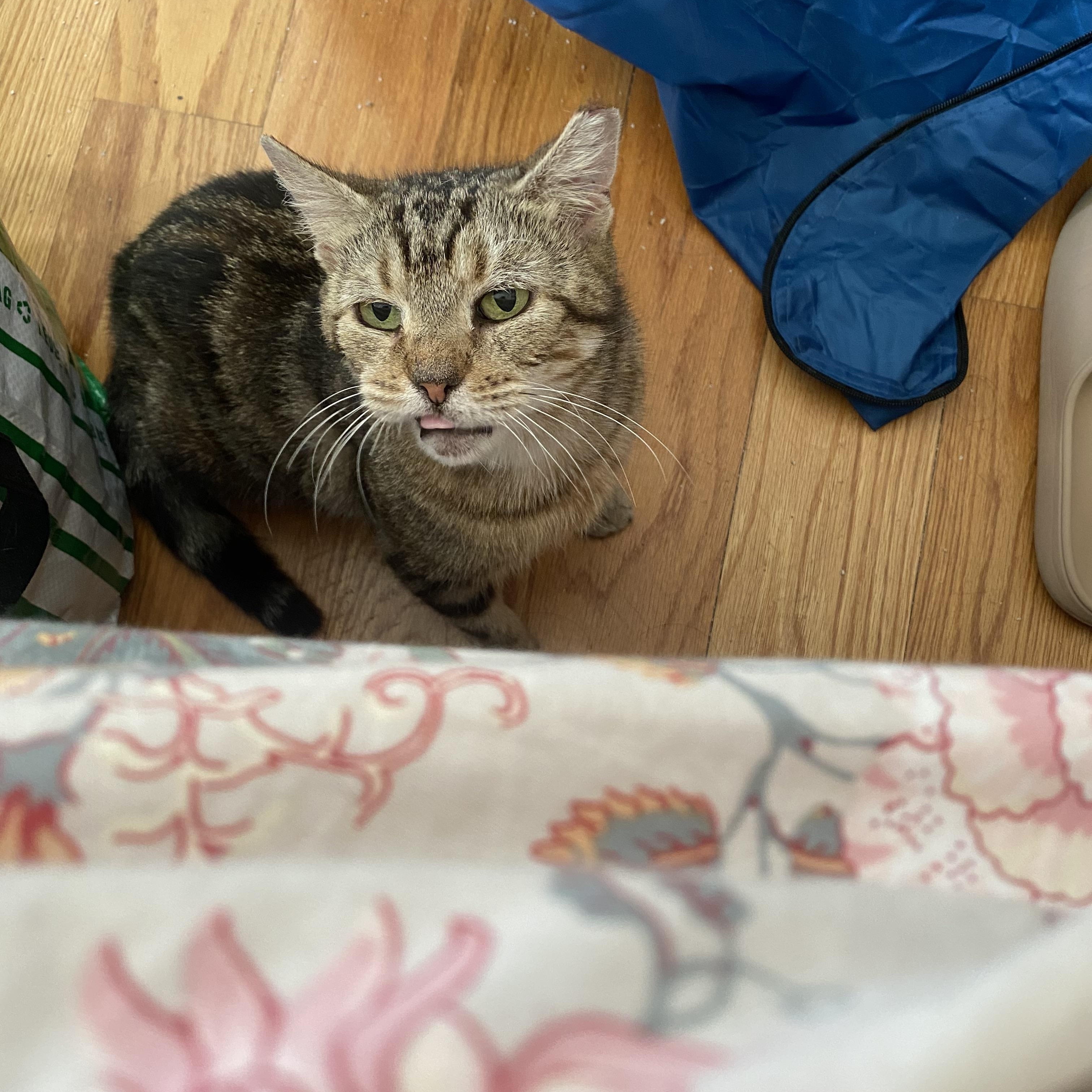 Joanie, a ADOPTABLE Domestic Short Hair in Brooklyn , NY image 4/5