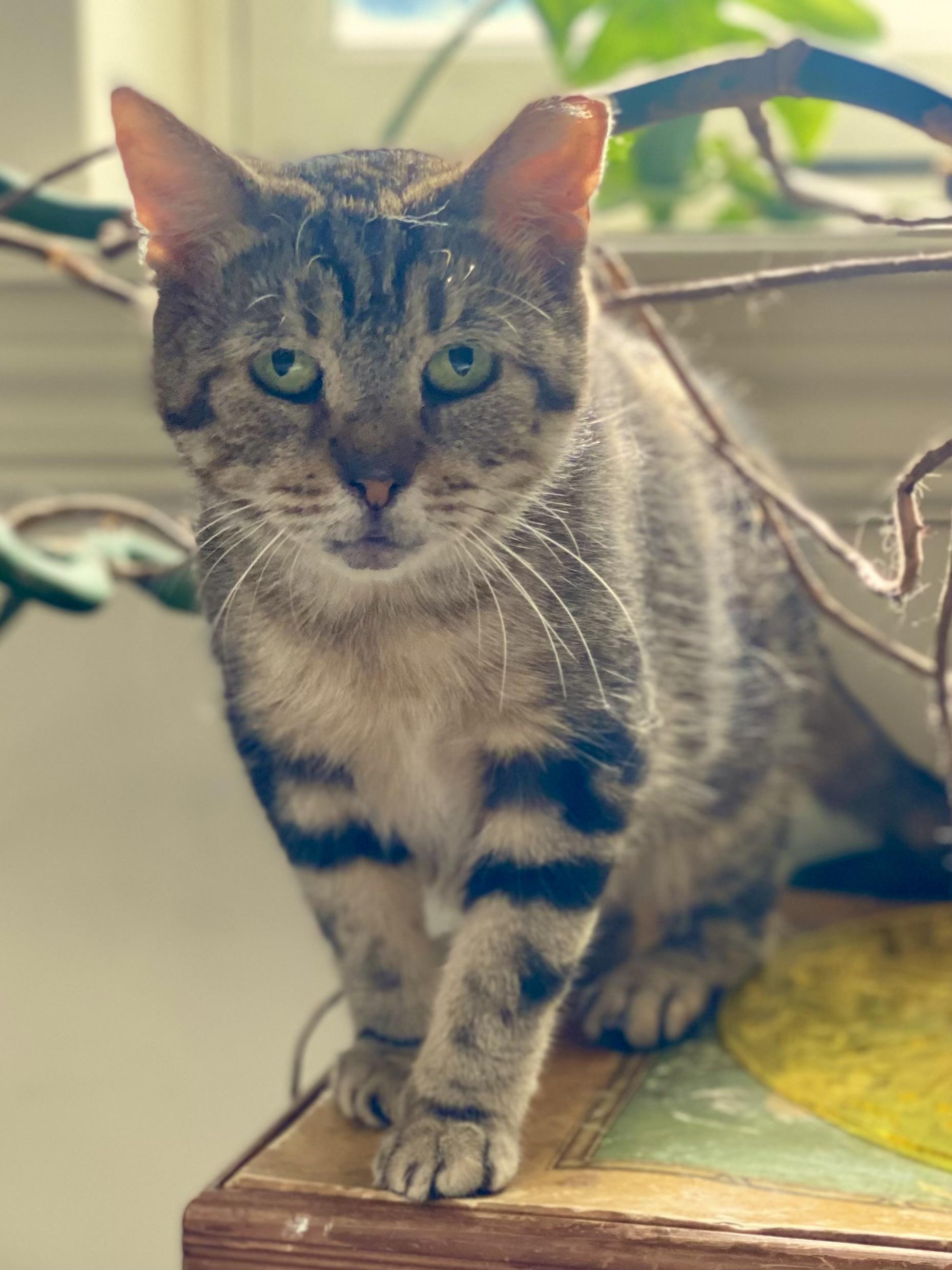 Joanie, a ADOPTABLE Domestic Short Hair in Brooklyn , NY image 2/5