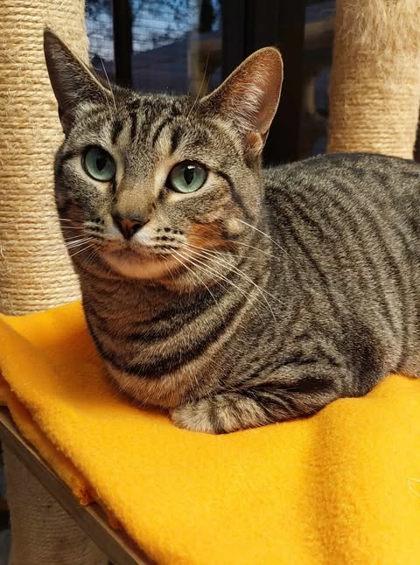 Kisses (Leuk+), Adoptable, Young Female Domestic Short Hair & Domestic Short Hair.