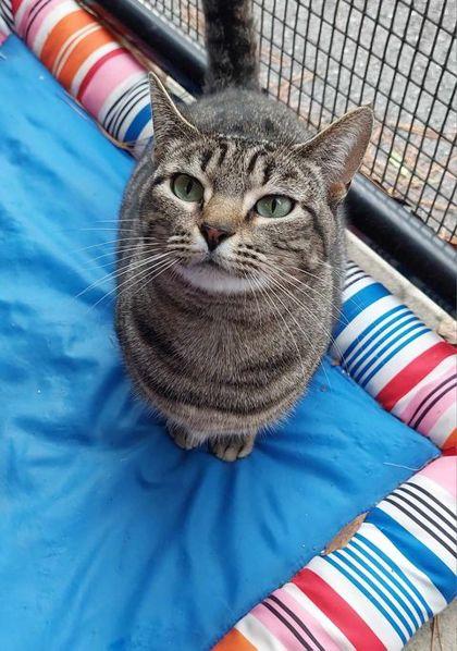 Kisses (Leuk+), a Adoptable Domestic Short Hair in Atlanta, GA image 2/3