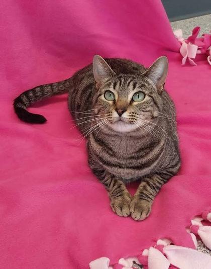 Enlarge Kisses (Leuk+), a Adoptable Domestic Short Hair in Atlanta, GA image 3/3