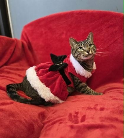 Enlarge Kisses (Leuk+), a Adoptable Domestic Short Hair in Atlanta, GA image 2/3