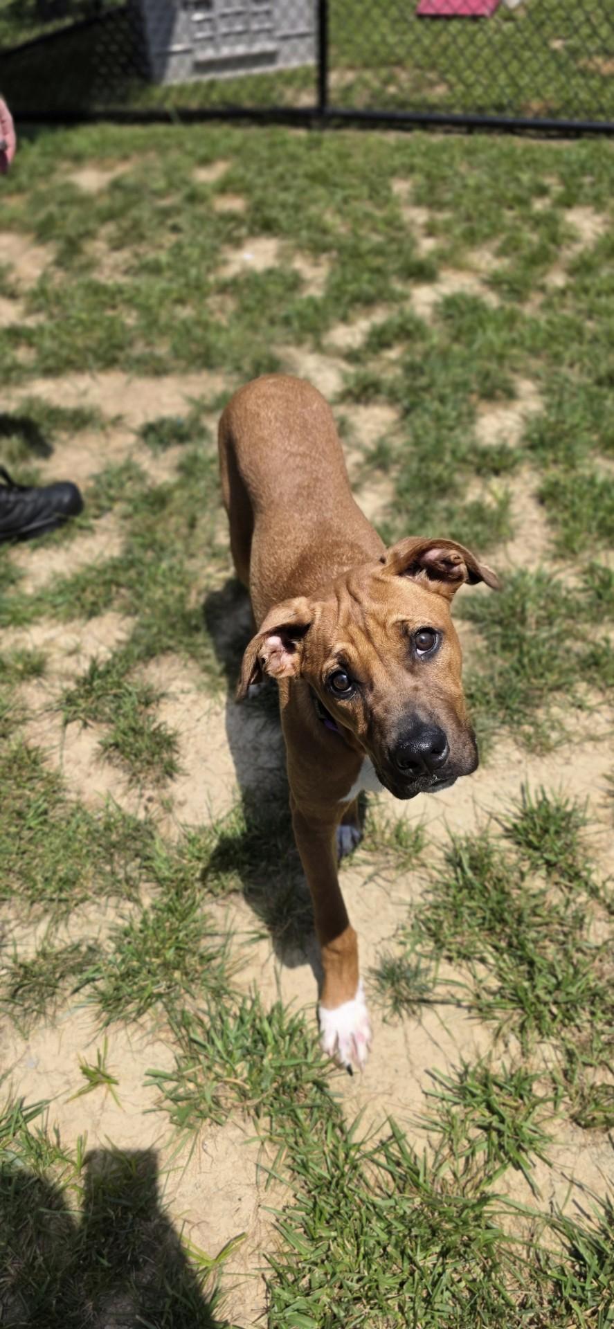 Aphid, a ADOPTABLE mixed breed in Shepherdsville, KY image 2/5