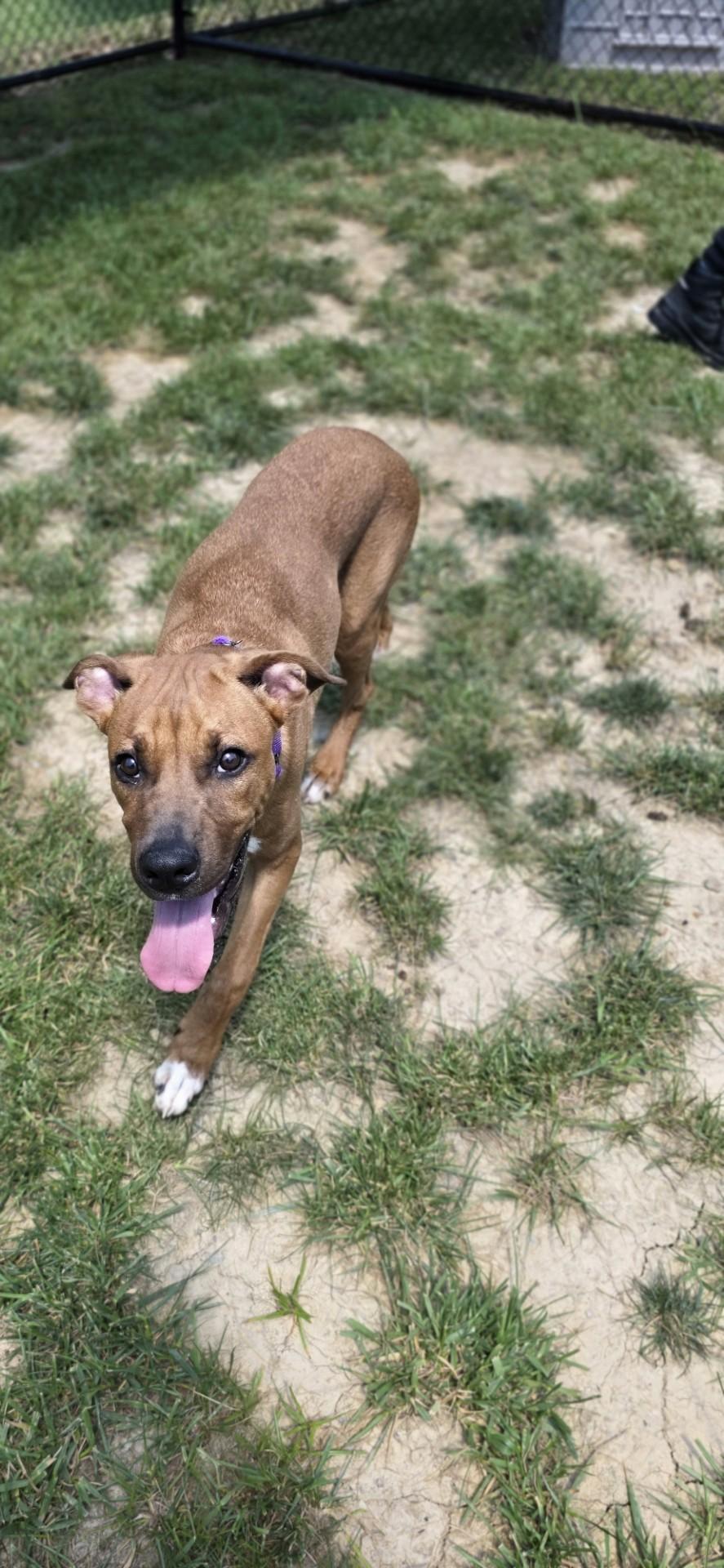 Aphid, a ADOPTABLE mixed breed in Shepherdsville, KY image 4/5