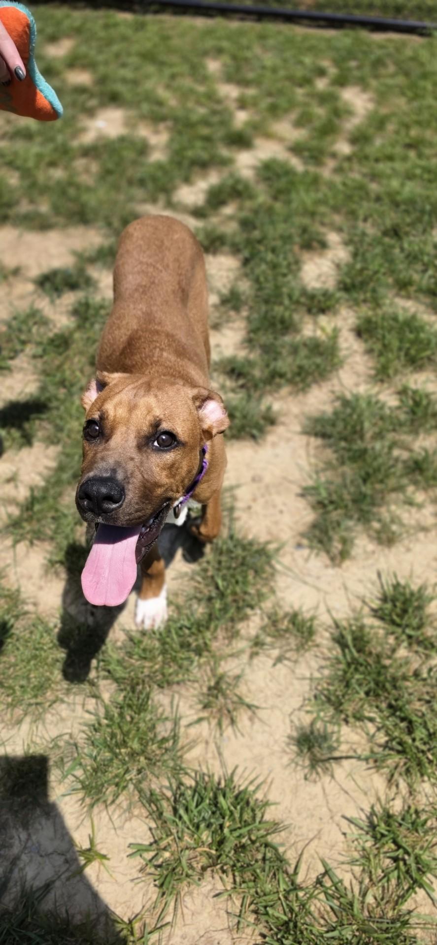 Aphid, a ADOPTABLE mixed breed in Shepherdsville, KY image 3/5