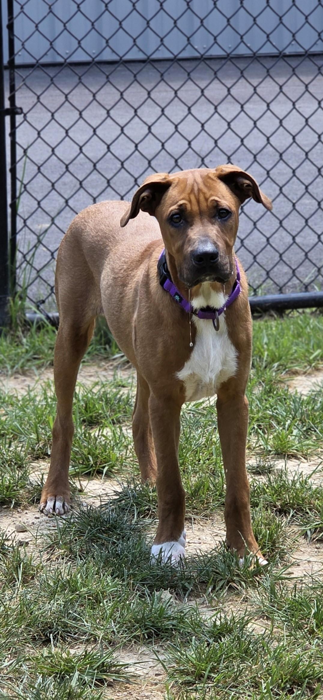 Aphid, ADOPTABLE, Young Male Pit Bull Terrier.