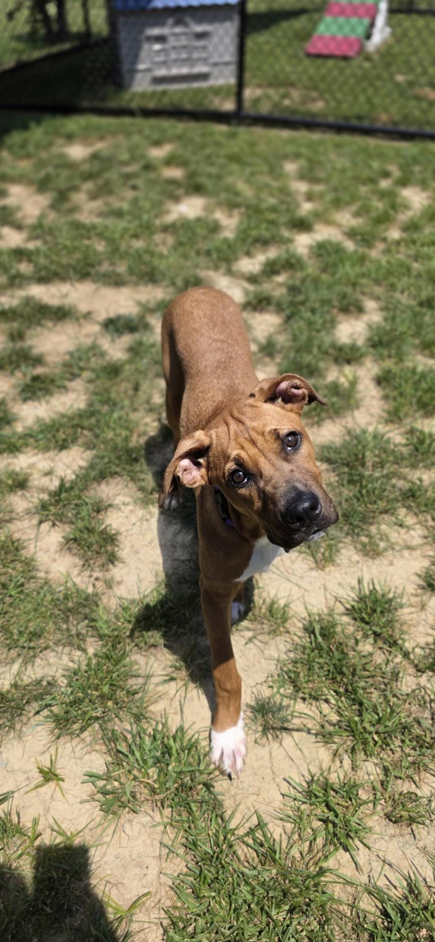 Aphid, a ADOPTABLE mixed breed in Shepherdsville, KY image 5/5