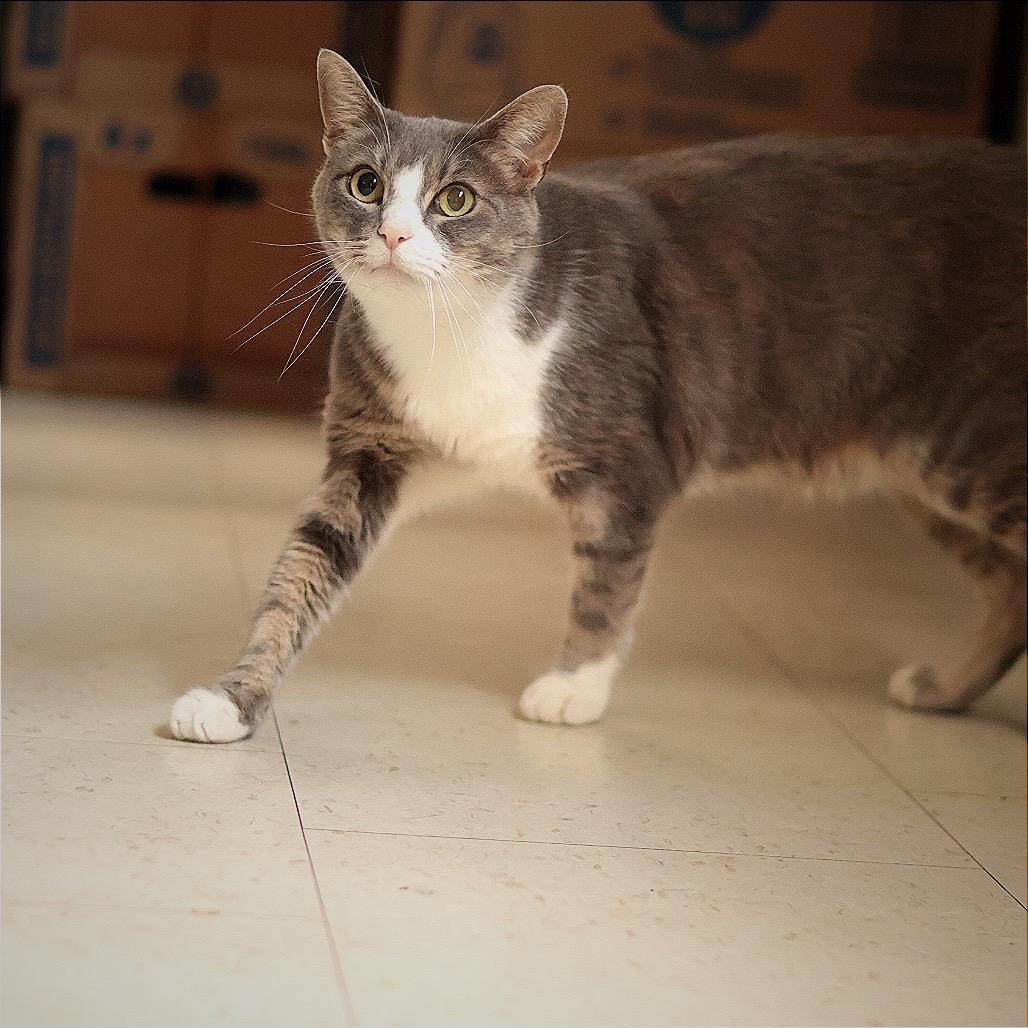 Pratt, Adoptable, Adult Male Domestic Short Hair.