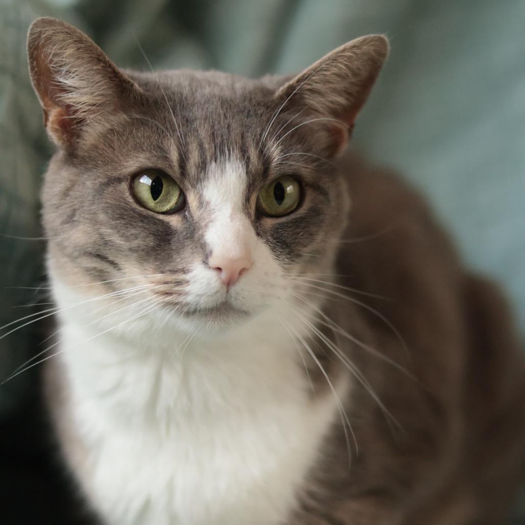 Enlarge Pratt, a Adoptable Domestic Short Hair in Philadelphia, PA image 2/6
