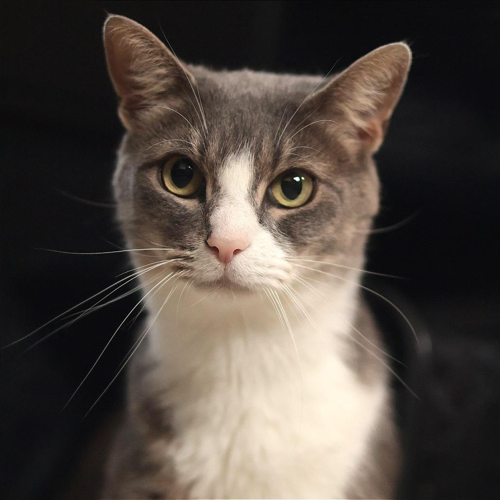 Enlarge Pratt, a Adoptable Domestic Short Hair in Philadelphia, PA image 3/6