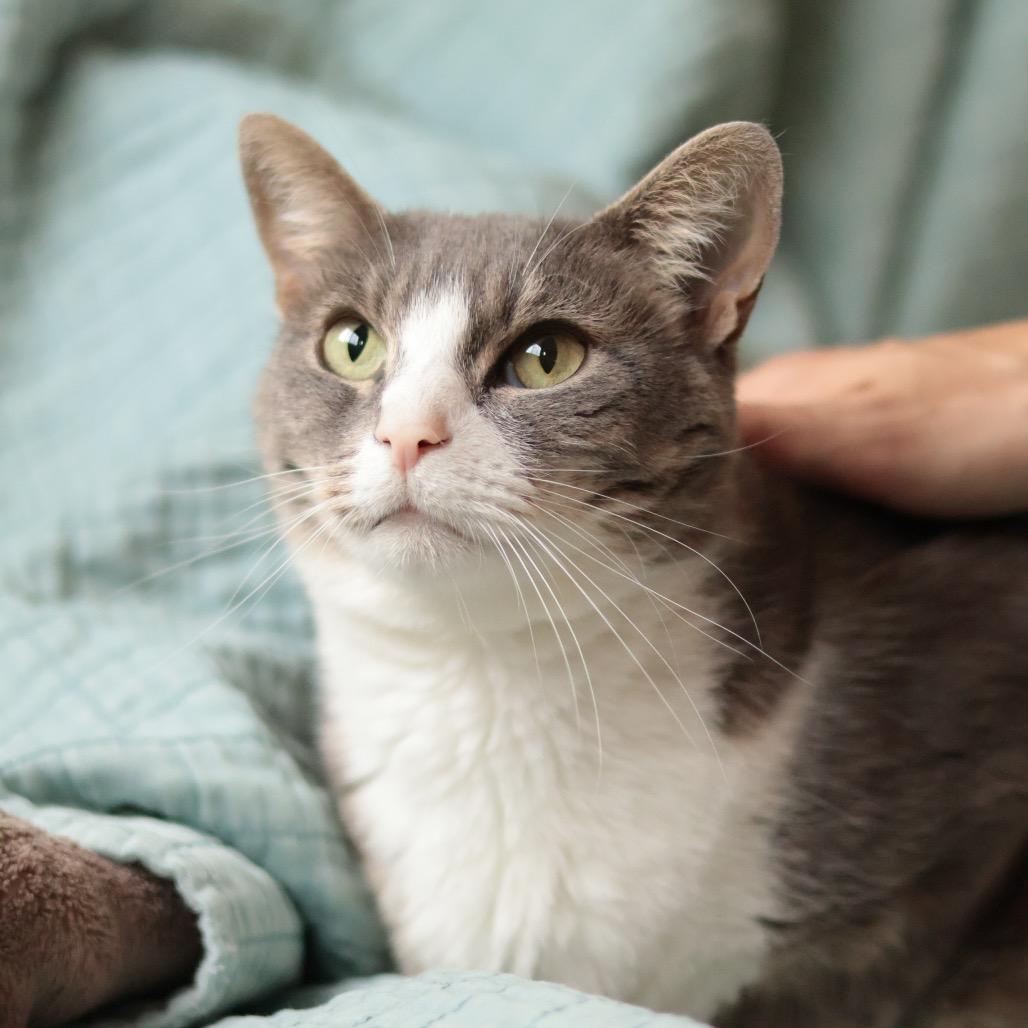 Enlarge Pratt, a Adoptable Domestic Short Hair in Philadelphia, PA image 4/6