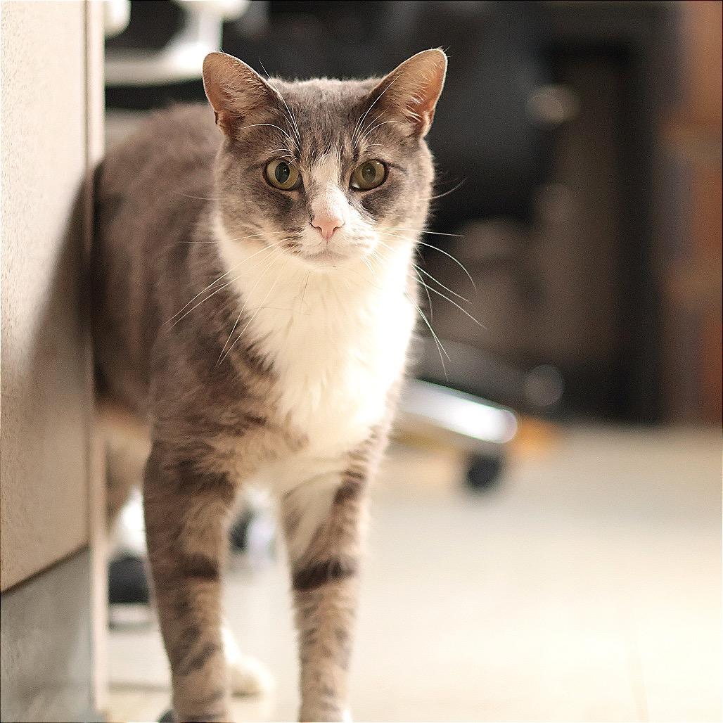 Enlarge Pratt, a Adoptable Domestic Short Hair in Philadelphia, PA image 5/6