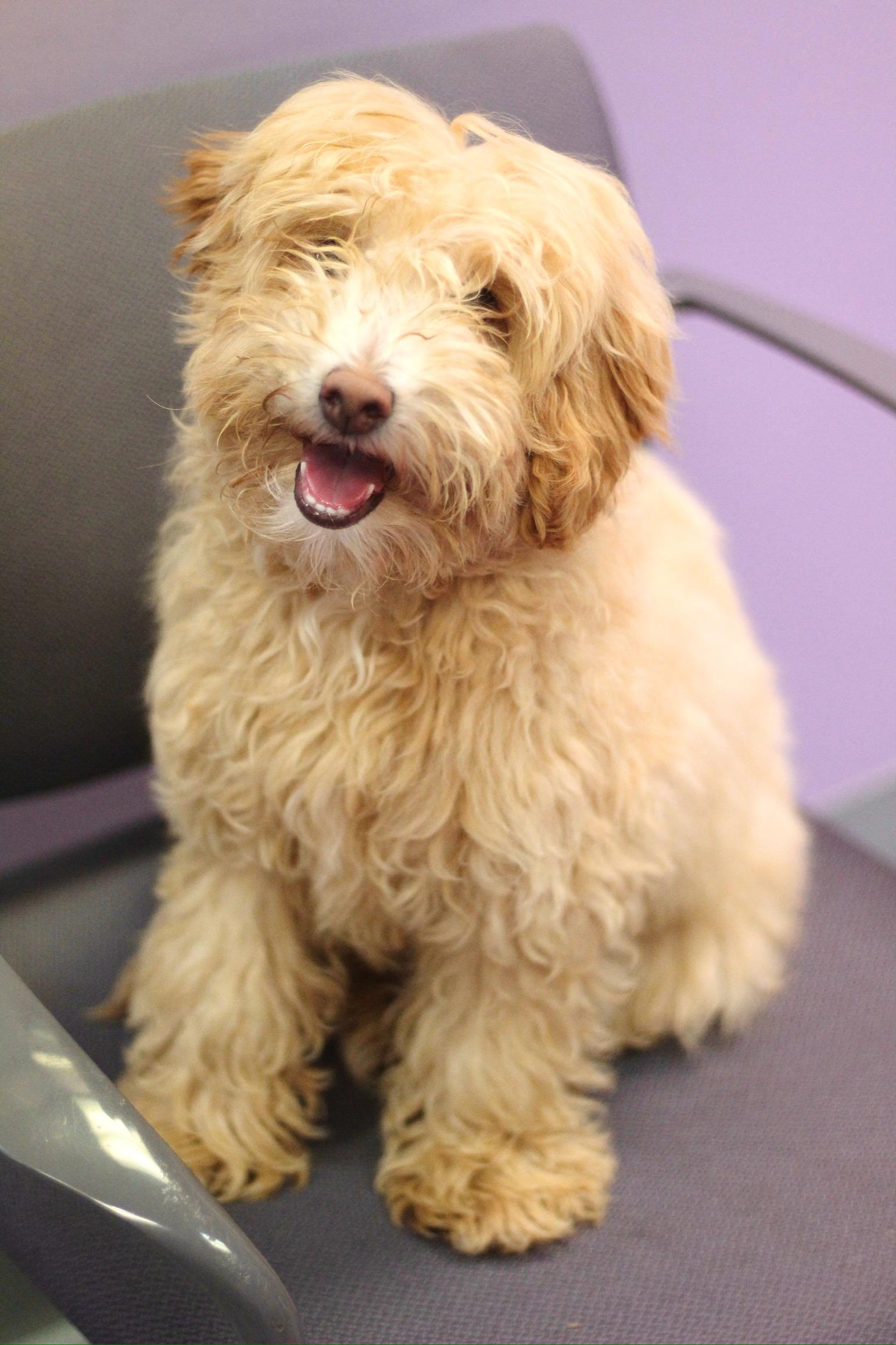 Fernando in NH! Come Meet our Adoptable Dogs Wednesday-Saturday. More info in Bio!