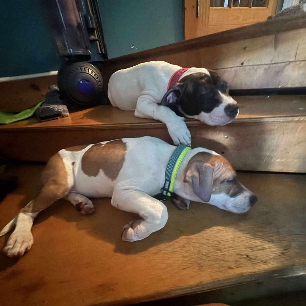 Benny Eggo, Adoptable, Young Male Mixed Breed.