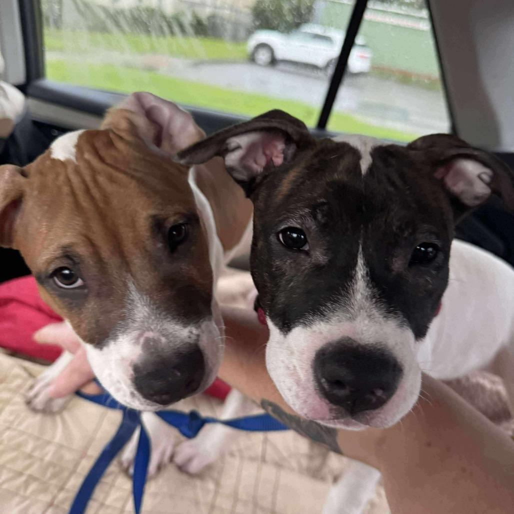 Enlarge Benny Eggo, a Adoptable Mixed Breed in Savannah, GA image 2/6