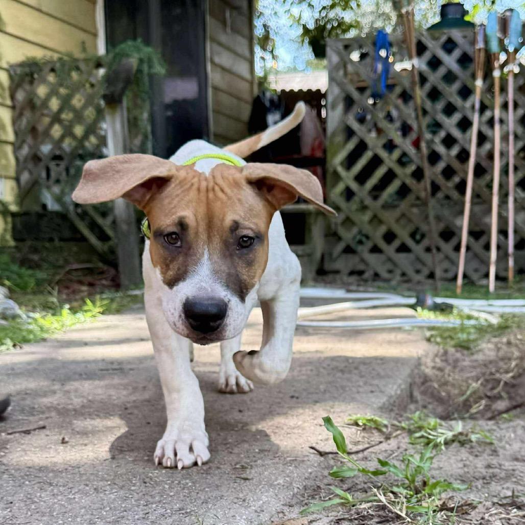 Enlarge Benny Eggo, a Adoptable Mixed Breed in Savannah, GA image 3/6