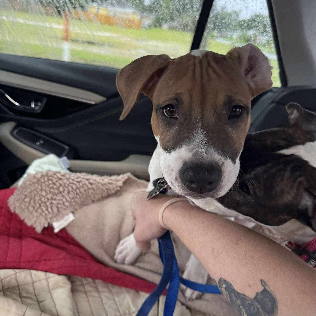 Enlarge Benny Eggo, a Adoptable Mixed Breed in Savannah, GA image 4/6