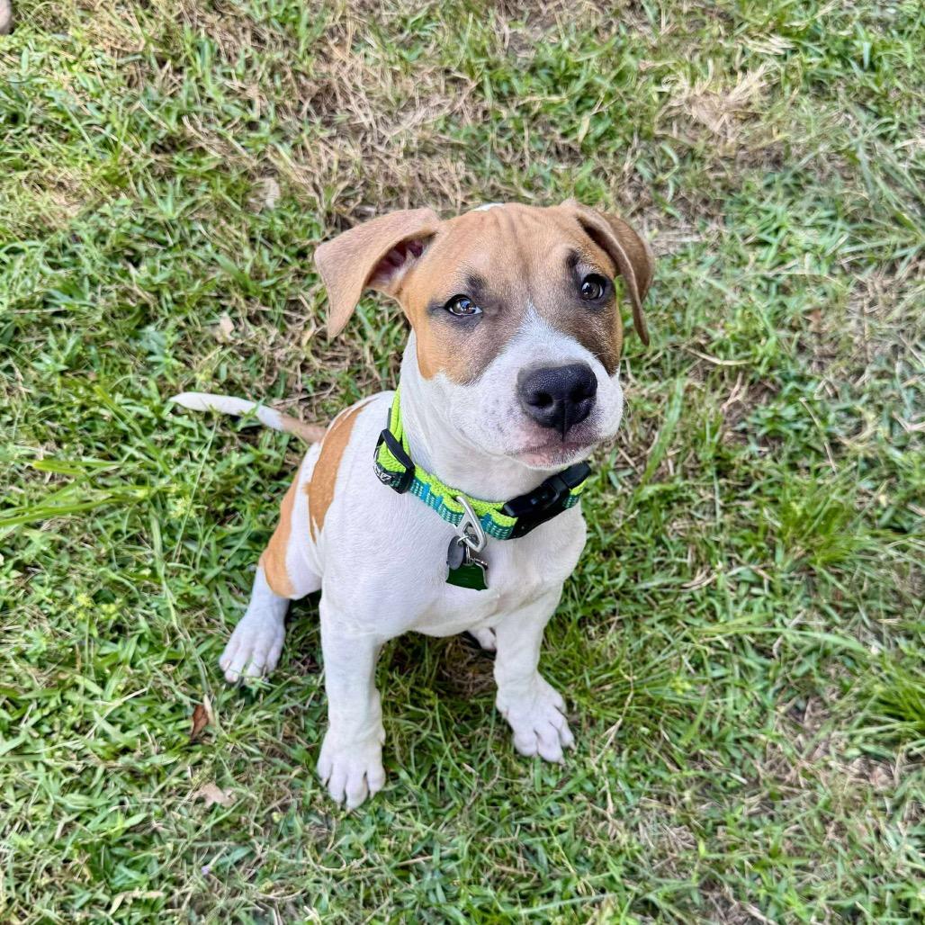 Enlarge Benny Eggo, a Adoptable Mixed Breed in Savannah, GA image 6/6