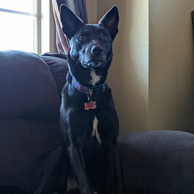 Enlarge Genie, a Adoptable mixed breed in Mckinney, TX image 5/5
