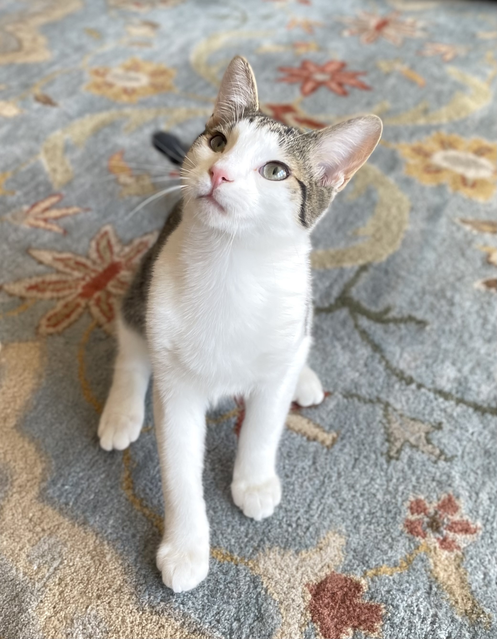 Enlarge Quill-AKA CHEF BISCUITS, a Adopted Domestic Short Hair in Akron, OH image 1/4