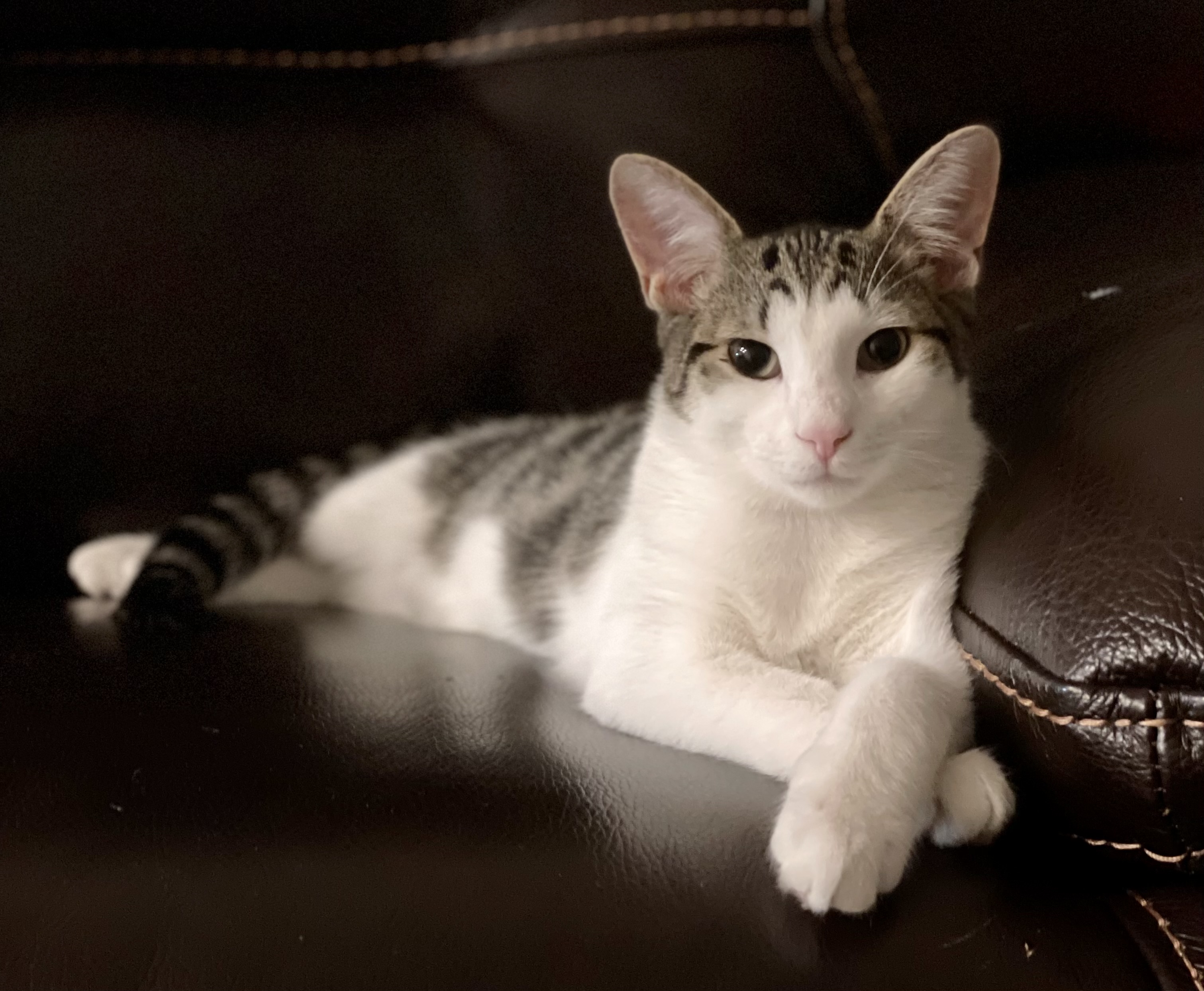 Enlarge Quill-AKA CHEF BISCUITS, a Adopted Domestic Short Hair in Akron, OH image 2/4