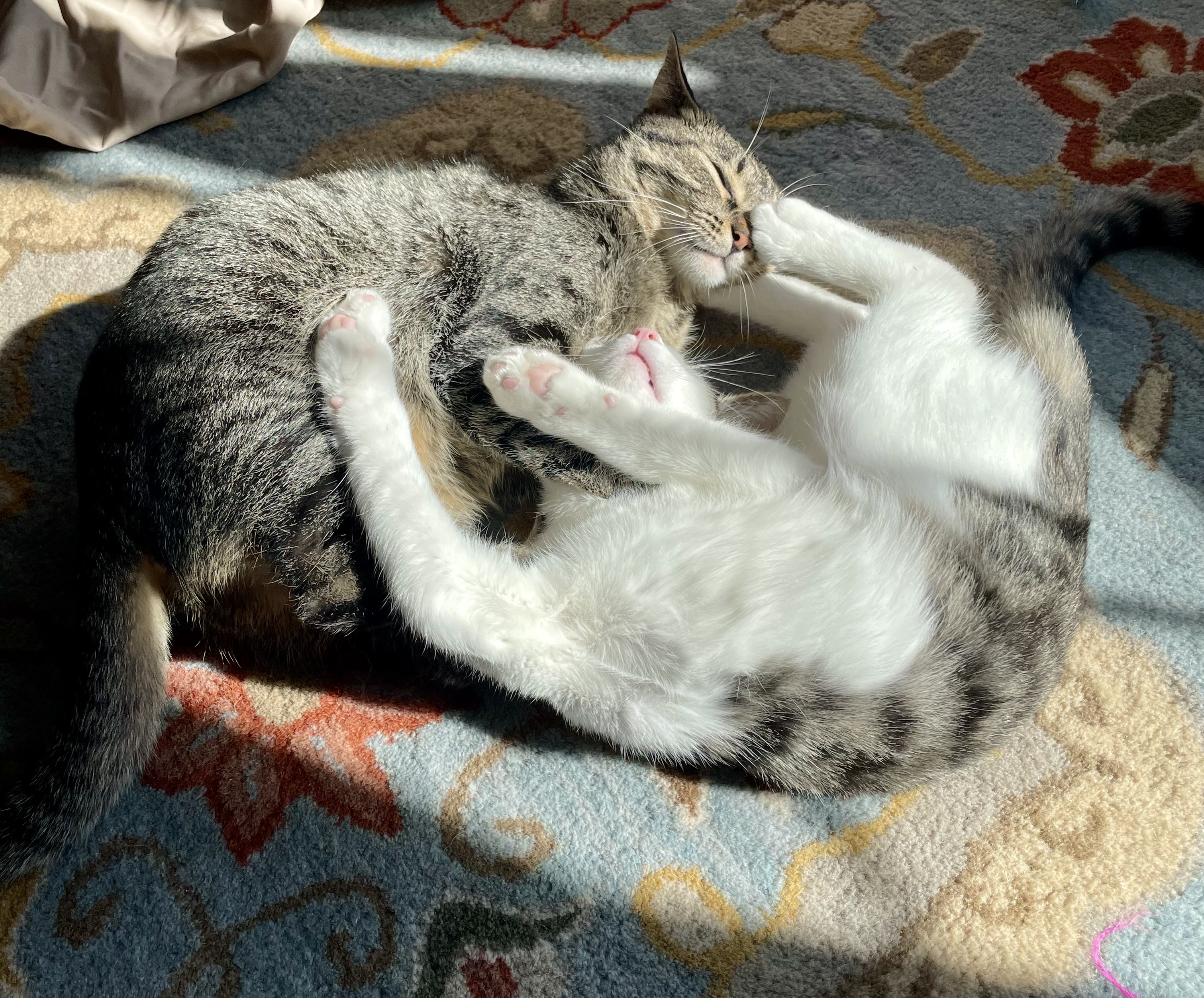 Enlarge Quill-AKA CHEF BISCUITS, a Adopted Domestic Short Hair in Akron, OH image 4/4