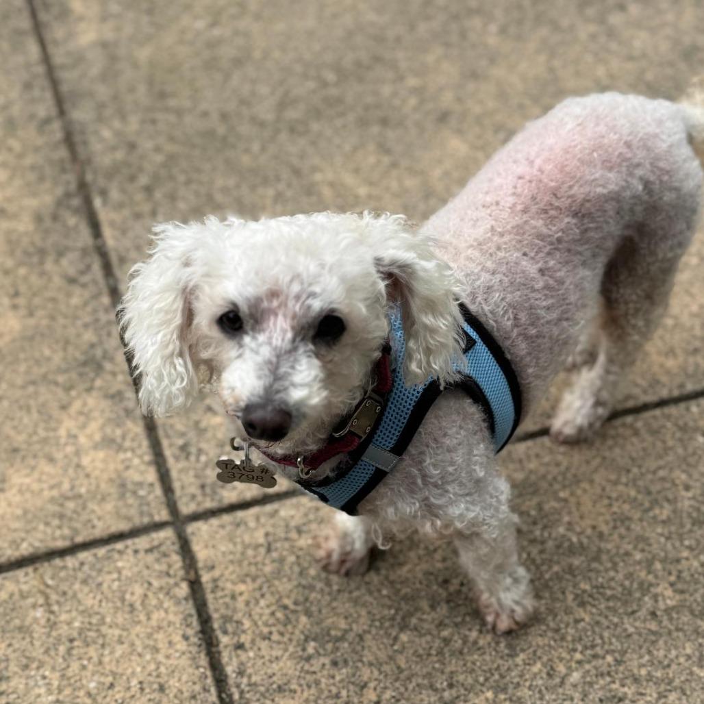 Enlarge Mimi, a Adoptable Poodle in Pacific Grove, CA image 1/6