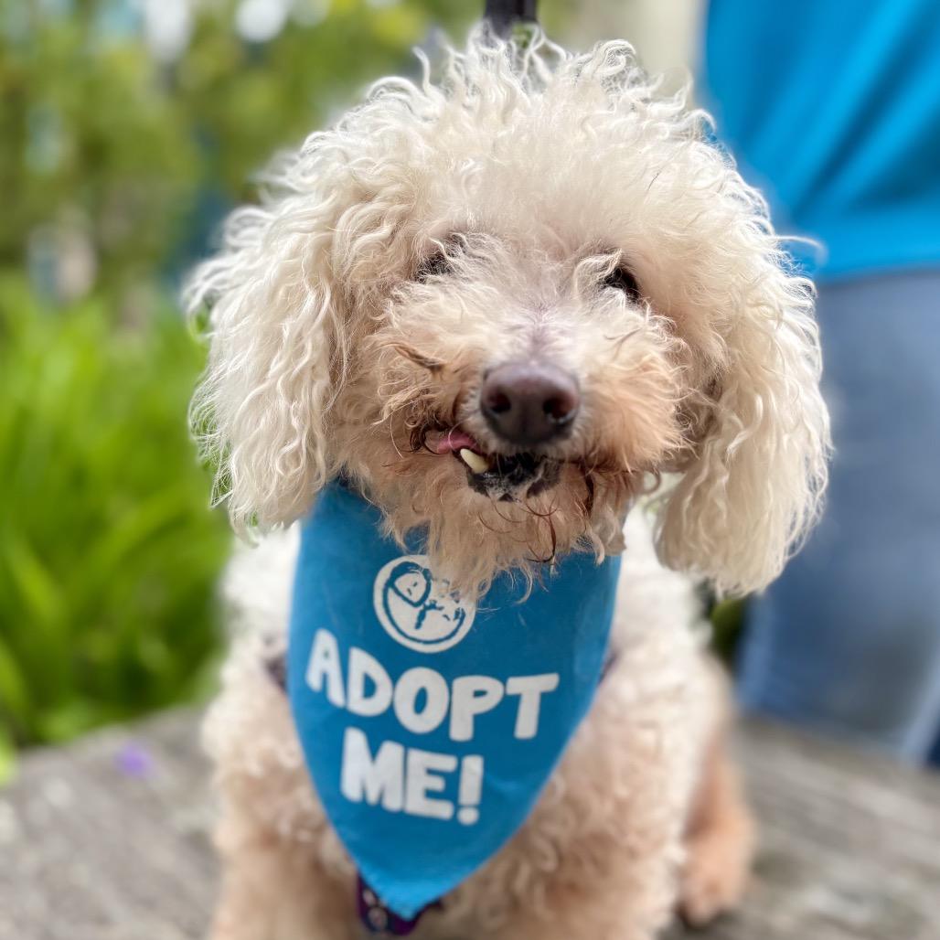 Enlarge Mimi, a Adoptable Poodle in Pacific Grove, CA image 5/6