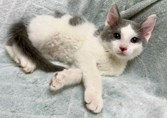 Enlarge Sam, a ADOPTABLE Domestic Short Hair in Miller Beach, IN image 1/1