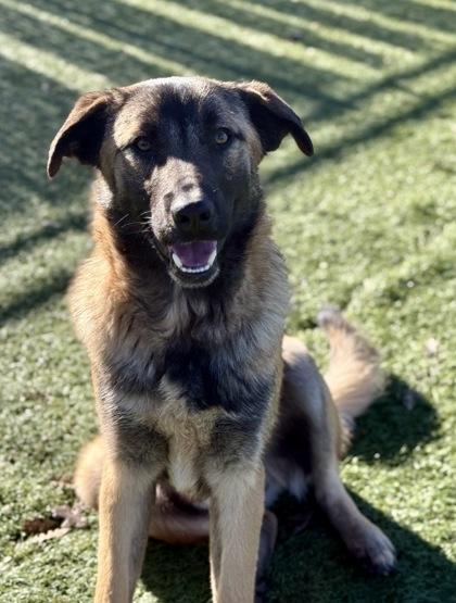 Barlen, adoptable, Young Male Anatolian Shepherd.