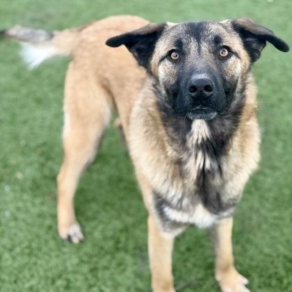Enlarge Barlen, an adoptable mixed breed in Red Bluff, CA image 2/5