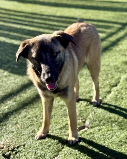 Enlarge Barlen, an adoptable mixed breed in Red Bluff, CA image 2/3